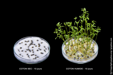 Expérience de germination de lentilles (sans eau - avec eau)